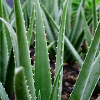 Balance Facial Moisturizer - for Normal & Combination Skin