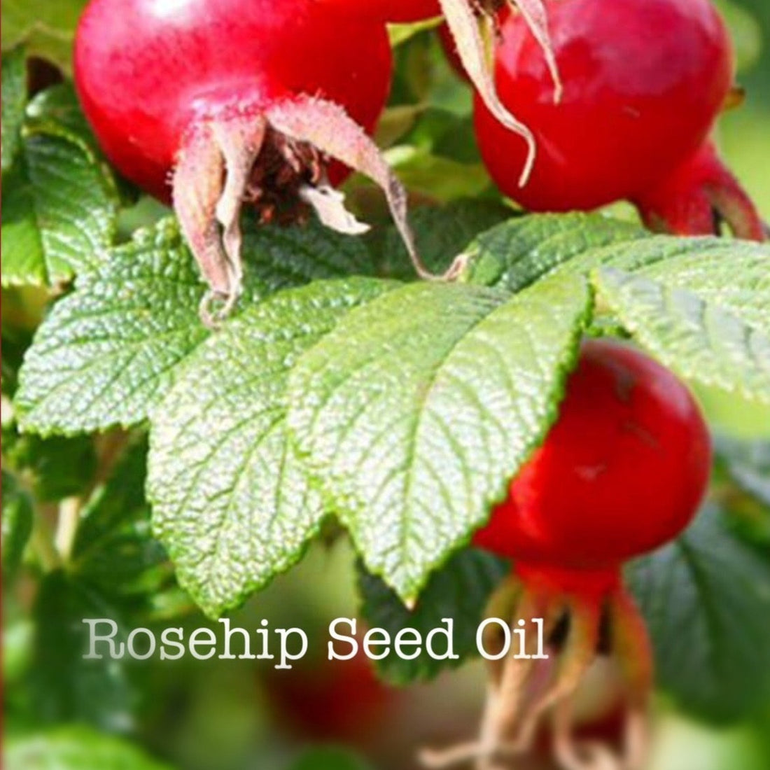 Restore Rosehip Day Moisturizer